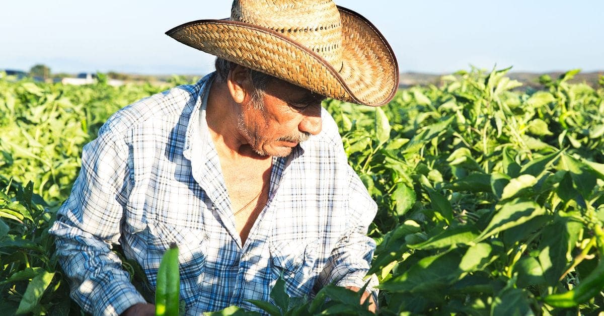 New Mexico's Hatch Chile Pepper Obsession
