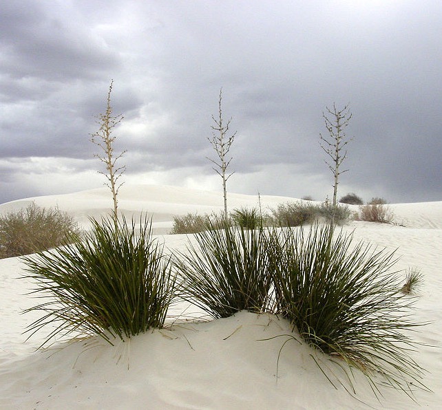 native plants at White Sands National Park