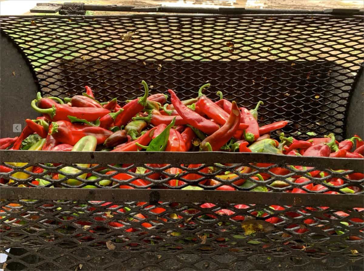 Chiles in a roaster