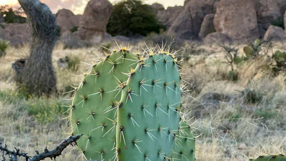 Cactus at City of Rocks State Park